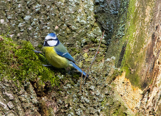 Blaumeise