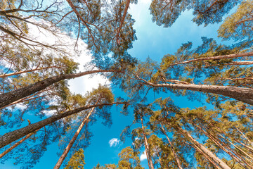 Obraz premium Forest trees. nature green wood sunlight backgrounds.