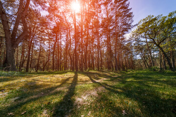 Forest trees. nature green wood sunlight backgrounds.