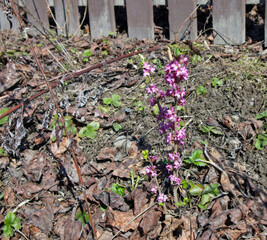 Daphne mezereum, February daphne, spurge laurel flowers, Finland