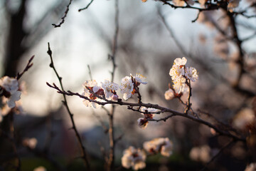 Apricot's spring blossom at sunrise