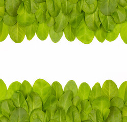Bunch of spinach leaves on isolated white background