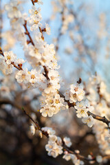Apricot's spring blossom at sunrise