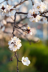 Flowering apricot branch 