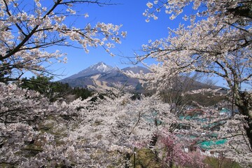 亀ヶ城跡からの磐梯山と桜（福島県・猪苗代町）