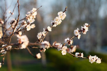 Flowering apricot branches