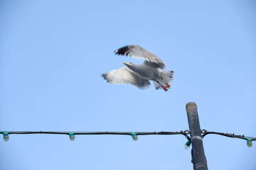 Seagull takes flight from a post over blue sky