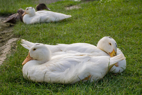 White mulard ducks sit in the green grass