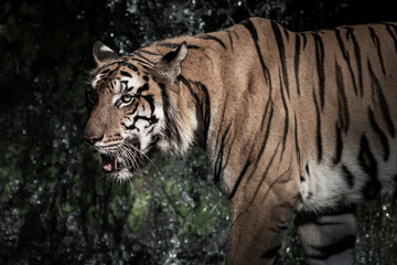 The tiger is looking for food in the forest.