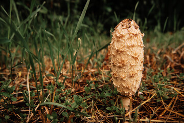 close up of a Shaggy Mane (Coprinus comatus) mushrooms