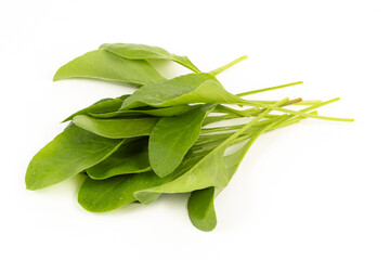 Baby Spinach stock photo