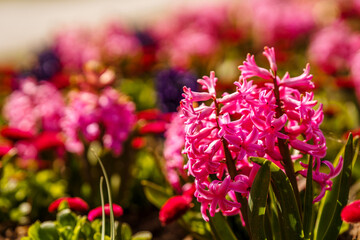 Spring flowerbed with bloomimg pink, red and purple hyacinths and daisies flowers at sunny spring day in park. Natural floral background.