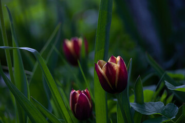 Purple tulips with yellow stripes in the shade garden.