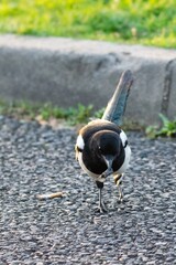 portrait of Eurasian Magpie in the wild
