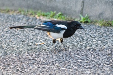 portrait of Eurasian Magpie in the wild