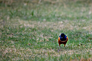 view of superb starling on the grass