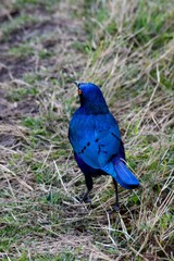 view of rüppell’s starling in the wild