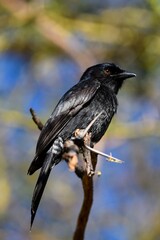 portrait of Fork-tailed Drongo on a branch