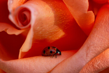ladybird on a flower