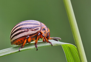 Kartoffelk&auml;fer 2