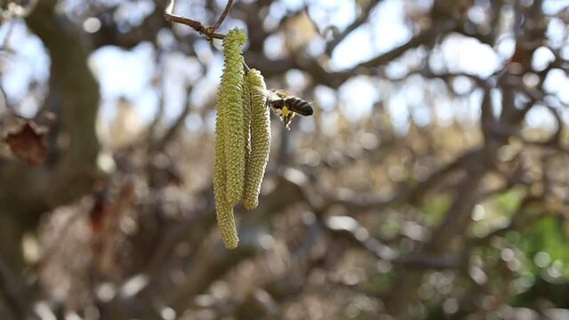 Slow Motion of Flying Honey Bee in the Garden. European Honey Bee Pollinates Male Catkins of Common Hazel in Early Spring.