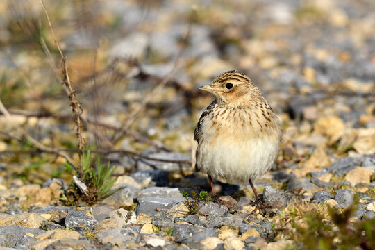 Feldlerche // Eurasian skylark (Alauda arvensis)