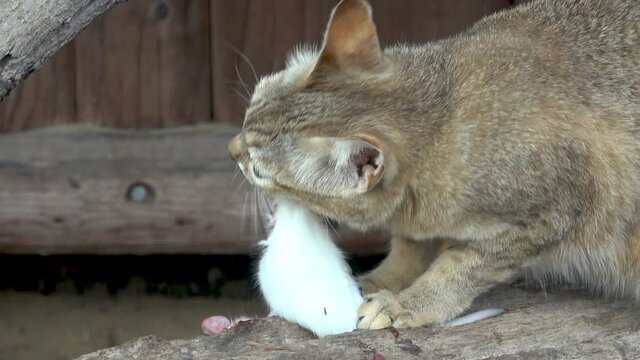 Wild cat eating white mouse (Felis silvestris gordoni)