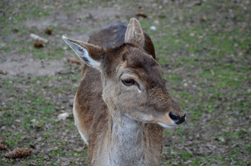 deer