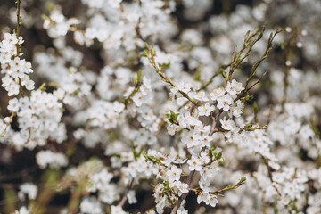 White Flowers of the cherry blossoms on a spring day, close-up. Nature banner. Floral seasonal background