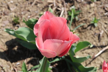 春の花壇に咲くサーモンピンク色のチューリップの花