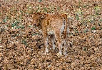 Beautiful calf in the field, Ciudad Real, Castilla La Mancha, Spain