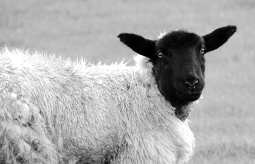 black and white sheep portrait
