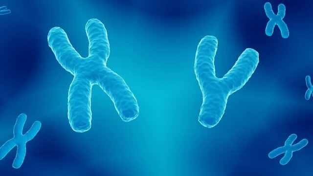 XY chromosome pair, male 23. chromosome pair carrying the DNA