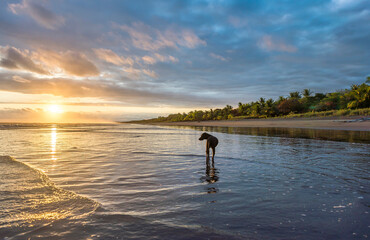 Beautiful sunset sky with along black dog on the beach in Matapalo, Costa Rica. Central America. Sky background on sunset. Tropical sea.