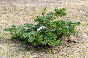Sapling of a coniferous tree, fir with a tag. Forest development, reforestation, ecology,...