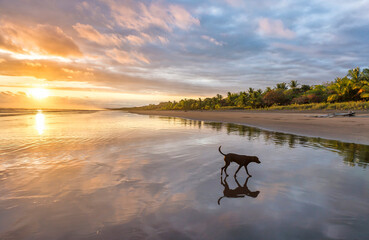 Beautiful sunset sky with along black dog on the beach in Matapalo, Costa Rica. Central America. Sky background on sunset. Tropical sea.