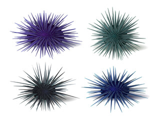 Set of sea hedgehogs or urchin of blue, green, pink and black colors. Sea urchin illustration, drawing, engraving, ink, line art
