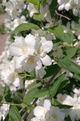 Close-up of spring flowering jasmine.