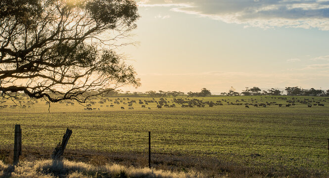 Sheep in a field.