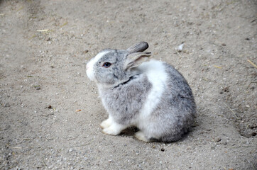 young rabbit with blue eyes