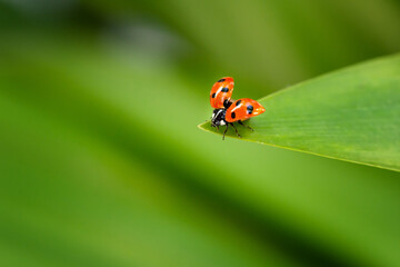 ladybug on leaf