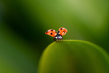 ladybug on green leaf