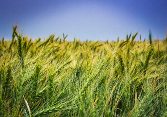 Obraz premium Wet Wheat after the rain.