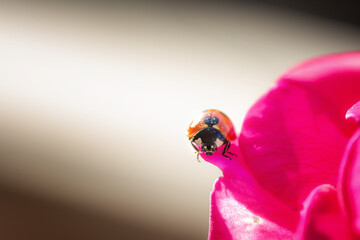 ladybird on a flower