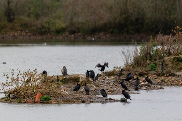 Colony of great cormorant on a lake