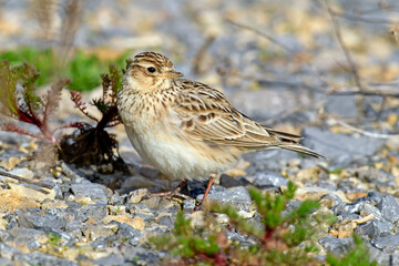 Feldlerche // Eurasian skylark (Alauda arvensis)