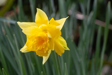 Daffodil in a garden