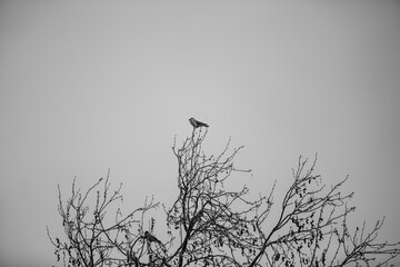 Crow on the tree