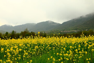 field of yellow flowers infant of green trees near pyrenees in france