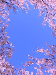 cherry blossom in spring